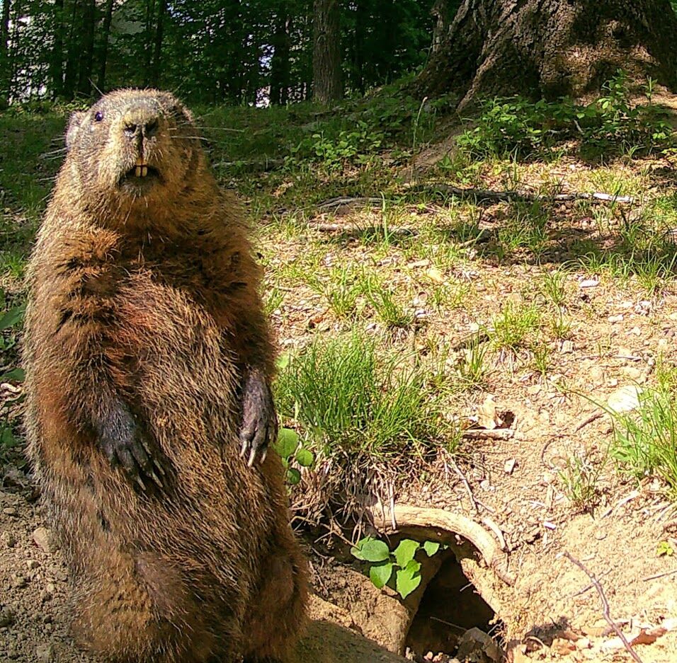 Reader Pics: June 11